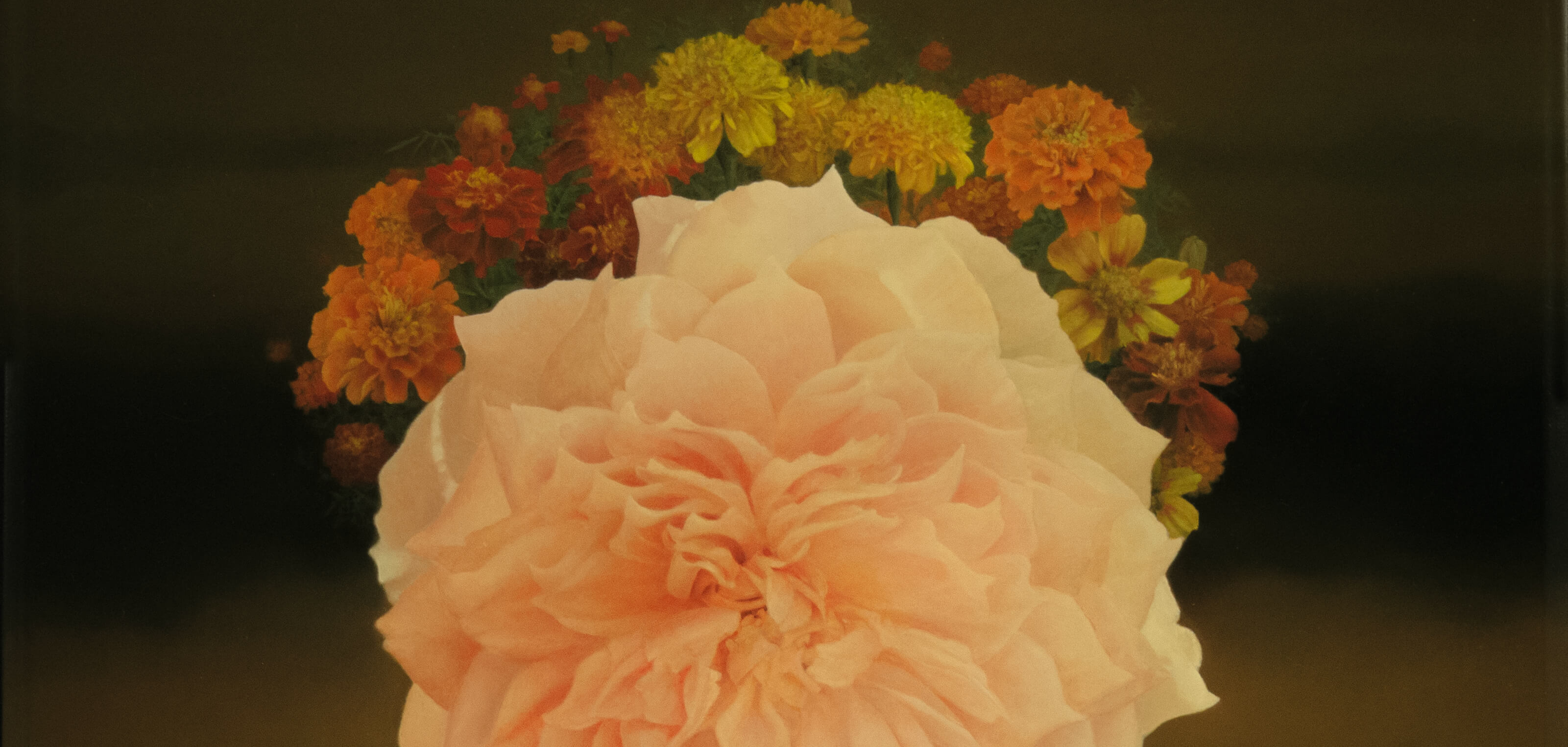 Tiara: Marigold (Detail), 
oil on linen laminated on panel, 15.5x 20.75 inches, by Holly Sears